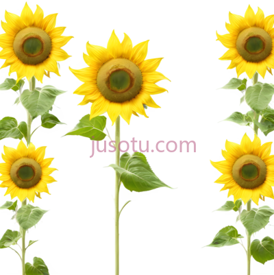 太阳花,黄金, PNG