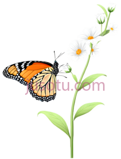 蝴蝶,卡通,橙色,黑色PNG