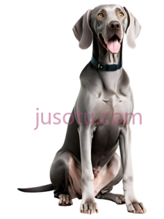 威玛猎犬PNG