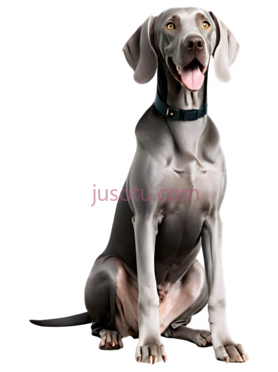 威玛猎犬, PNG