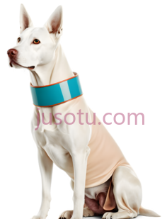 狗,坐着,白色PNG