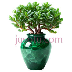 多肉植物,盆栽,绿色, PNG