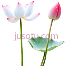 荷花,自然,白色,粉色PNG