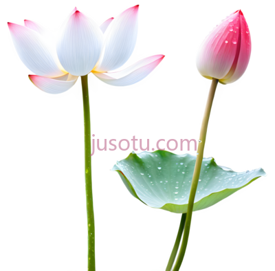 荷花,自然,白色,粉色, PNG