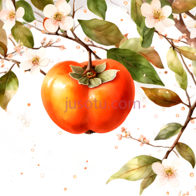 柿子树, PNG