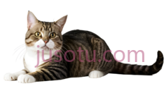 猫, PNG