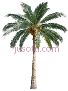 棕榈树, PNG