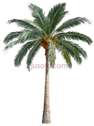棕榈树, PNG