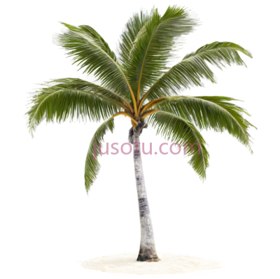 热带棕榈树,沙滩, PNG
